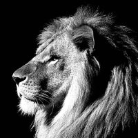 lion black